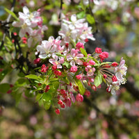Japanse wilde appel - Malus floribunda - Bakker