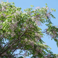 Bloeiende bomen - Melia azedarach / Kralenboom - Melia azedarach