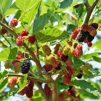 Zwarte Moerbei - Bakker