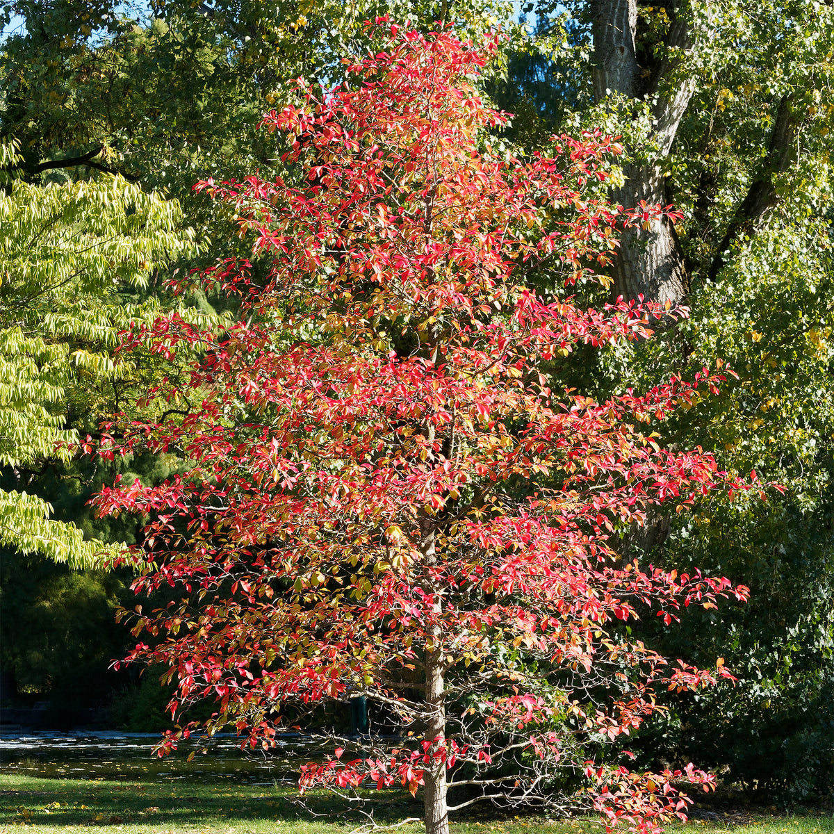 Nyssa sylvatica - Zwarte tupeloboom - Bomen