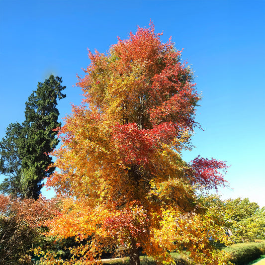Zwarte tupeloboom - Bakker