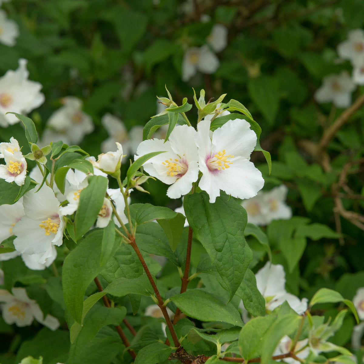 Boerenjasmijn 'Belle Etoile' - Philadelphus Belle Etoile - Bakker