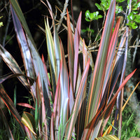 Nieuw-Zeelands vlas 'Sundowner' - Phormium Sundowner - Bakker