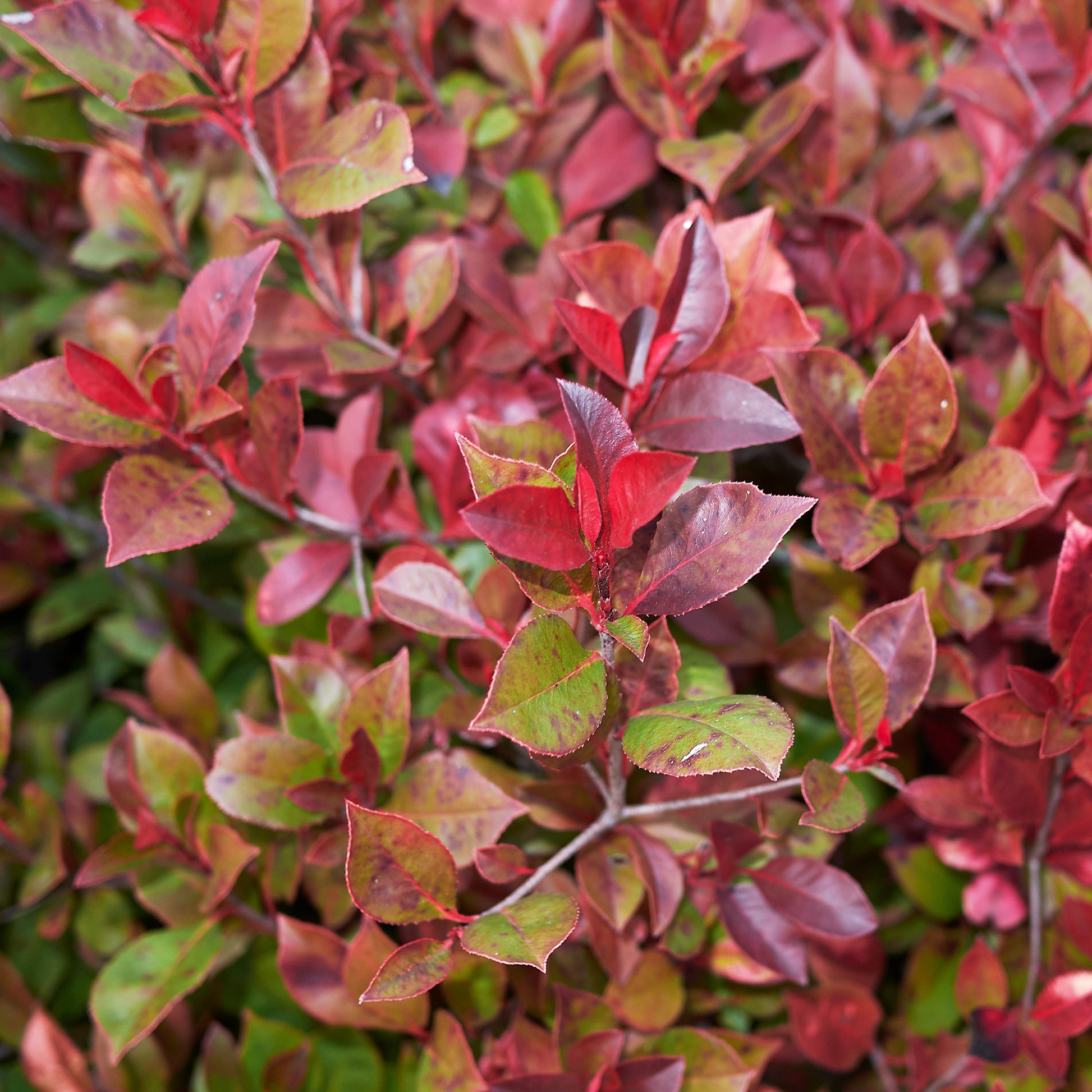 Glansmispel 'Little Red Robin' - Bakker