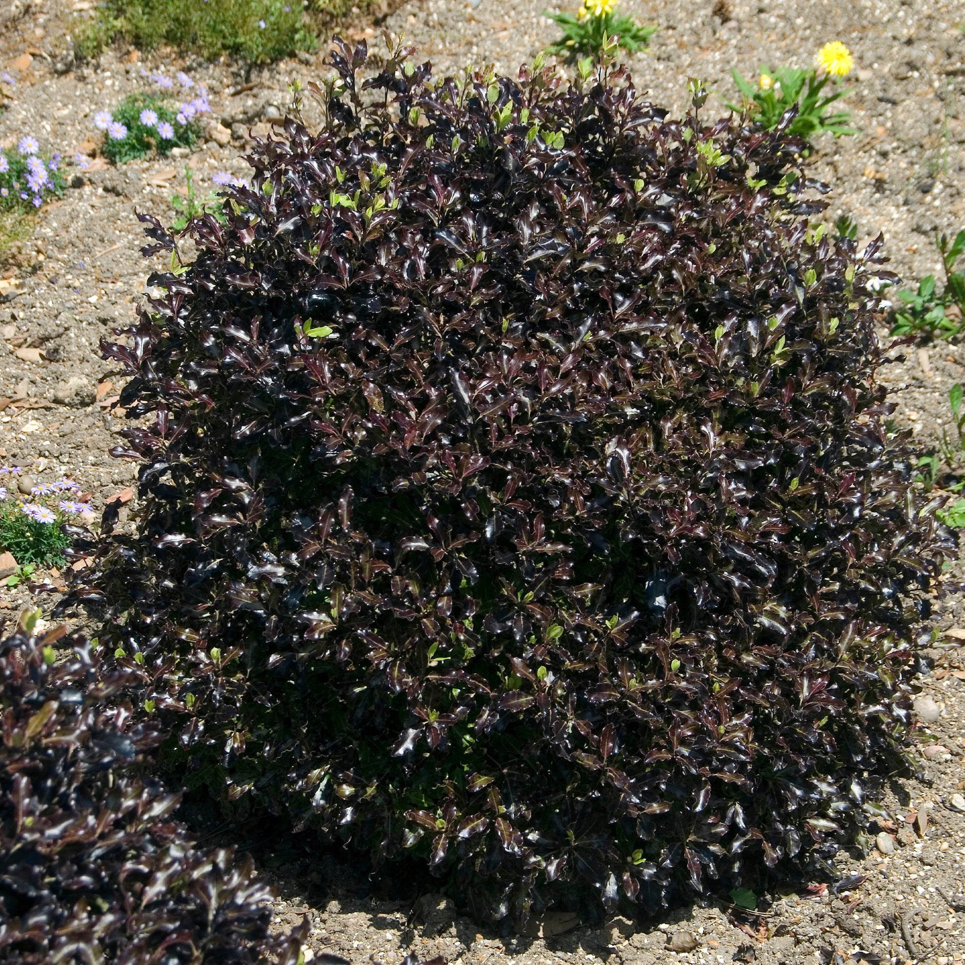 Australische laurier 'Tom Thumb' - Pittosporum tenuifolium Tom Thumb - Bakker