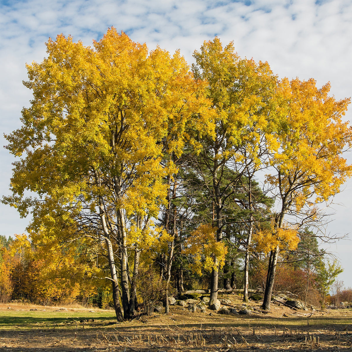 Populus tremula - Ratelpopulier - Populier