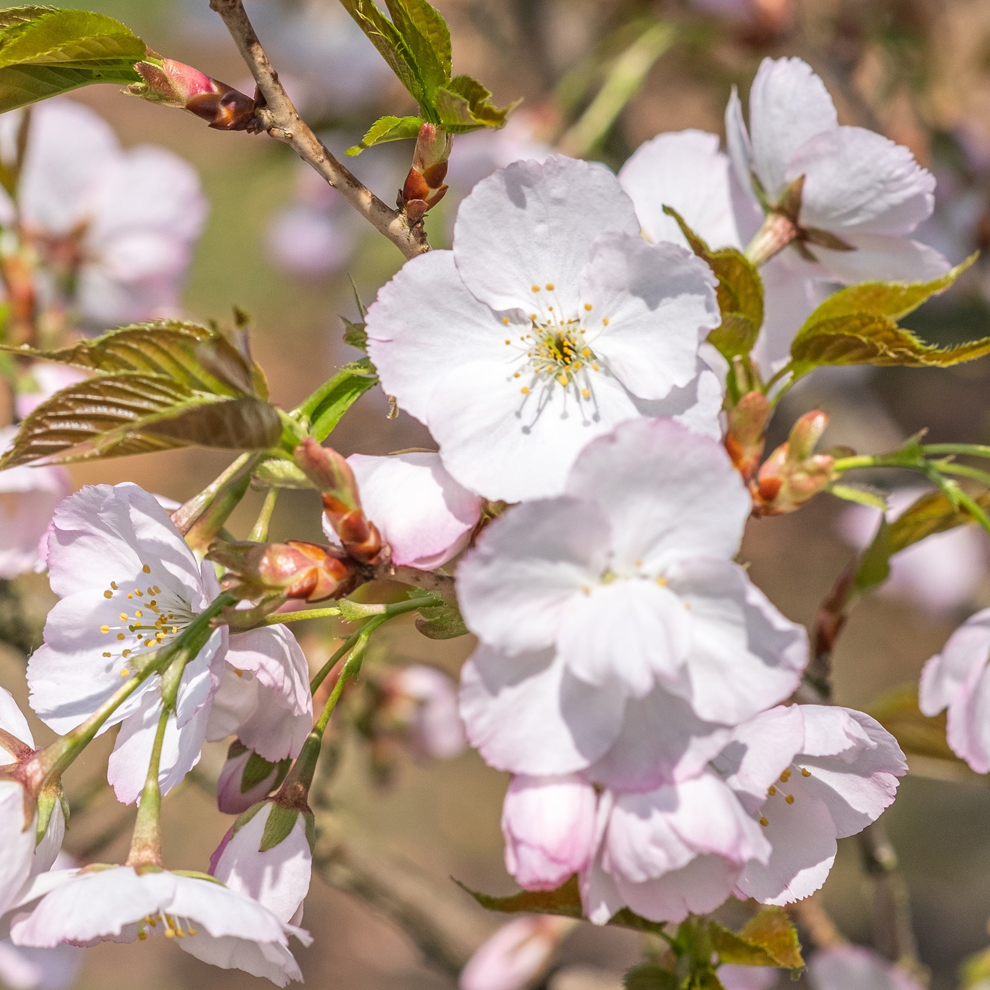 Japanse sierkers 'Sunset Boulevard' - Prunus serrulata Sunset Boulevard - Bakker