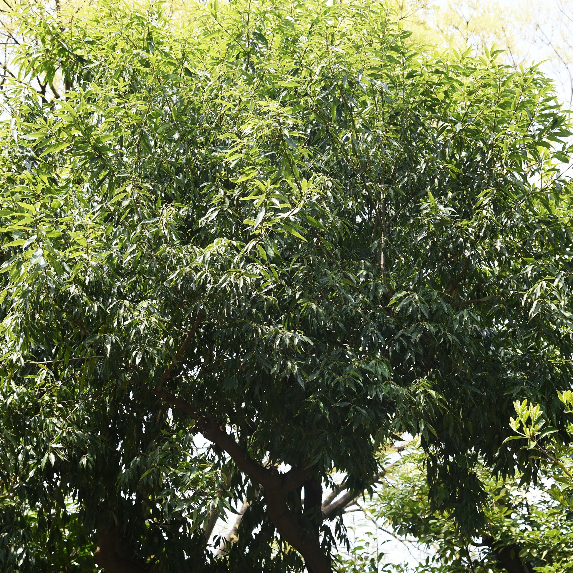 Bamboebladige eik - Quercus myrsinifolia - Bakker