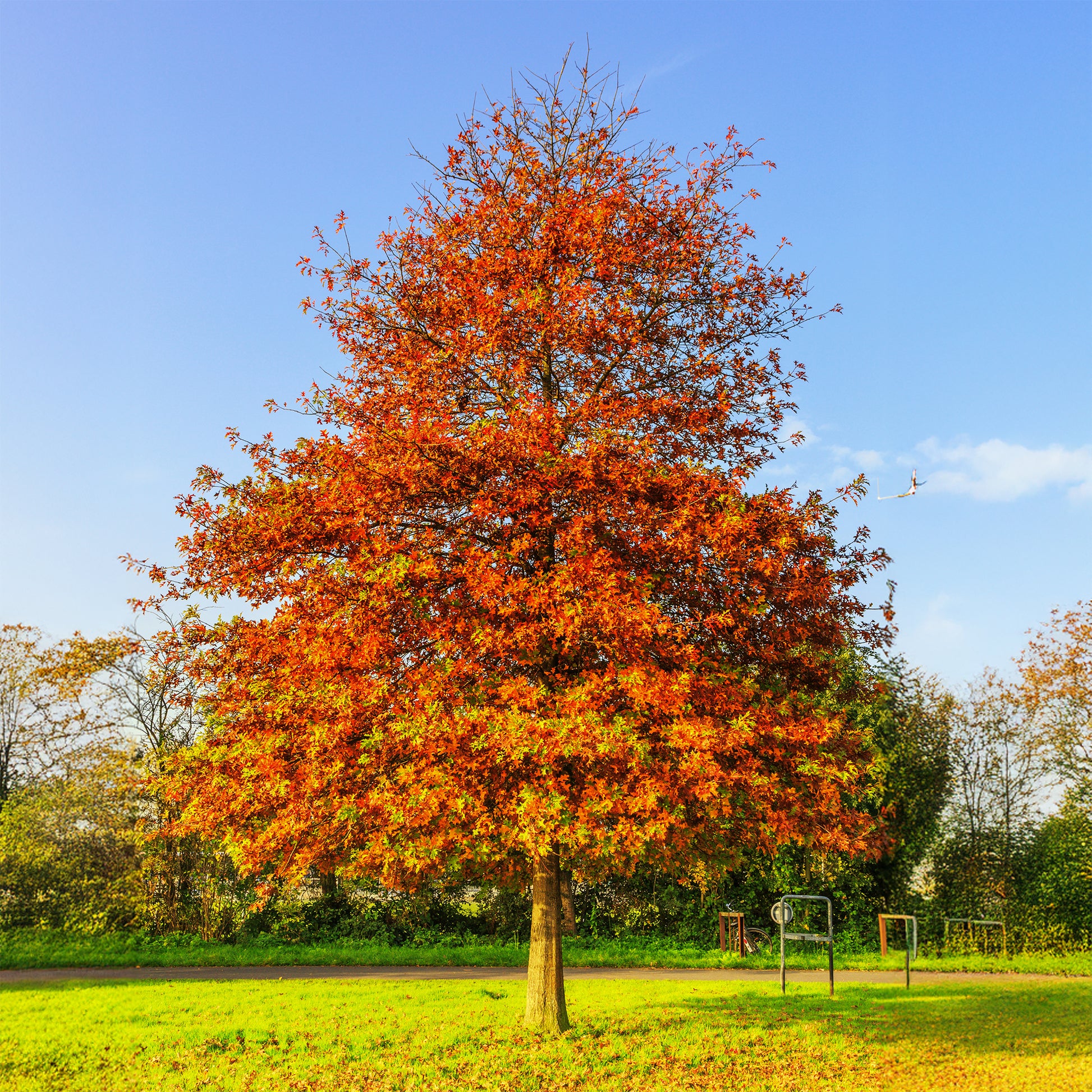 Quercus palustris - Moeraseik - Bomen