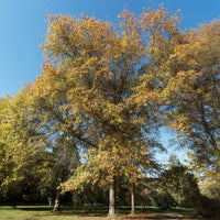 Moeraseik - Quercus palustris - Bakker