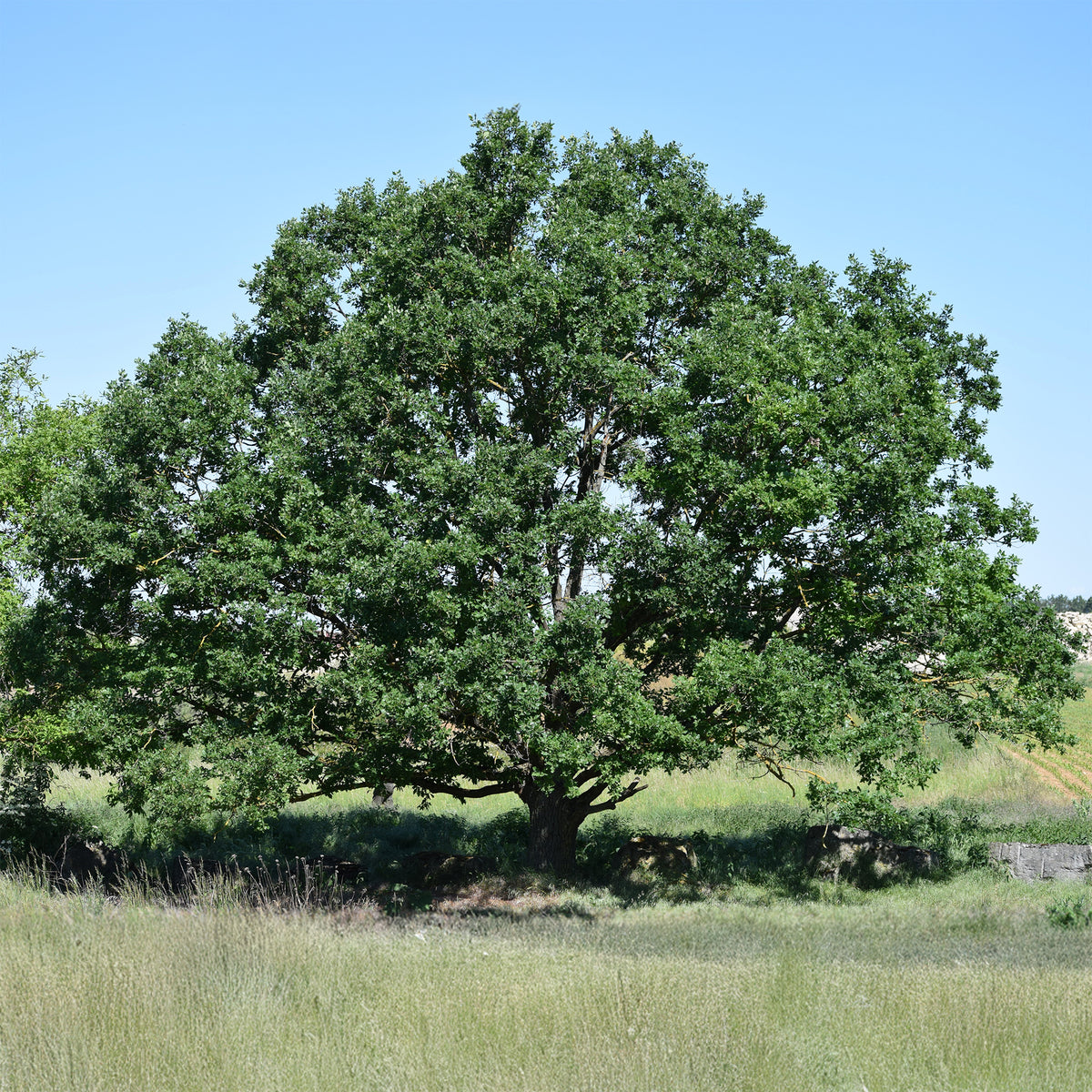 Wintereik - Quercus petraea - Bakker