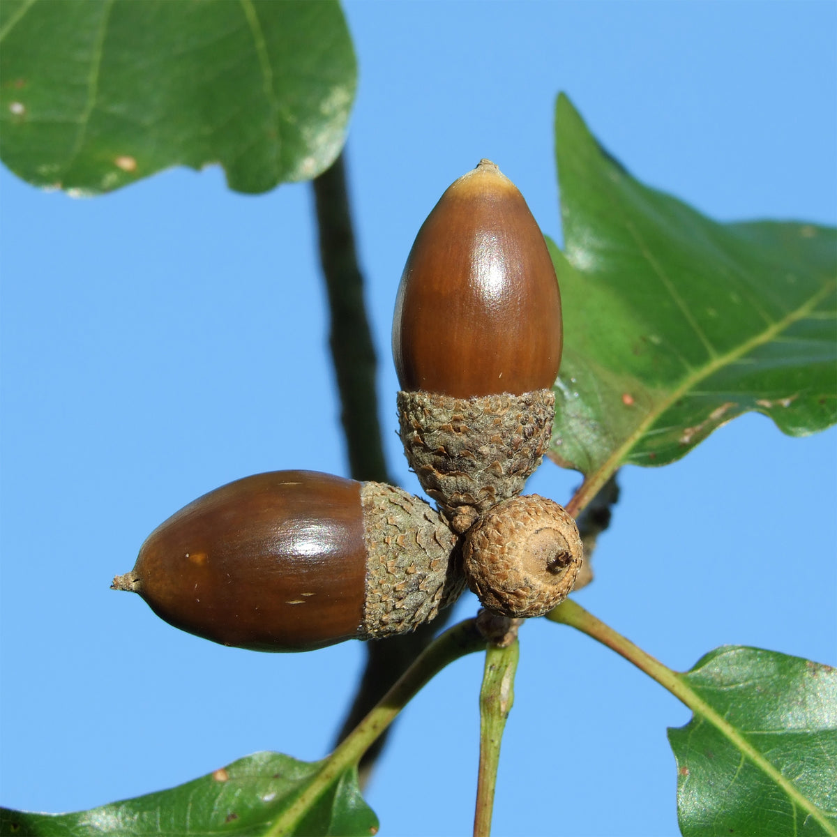 Quercus petraea - Wintereik - Eik