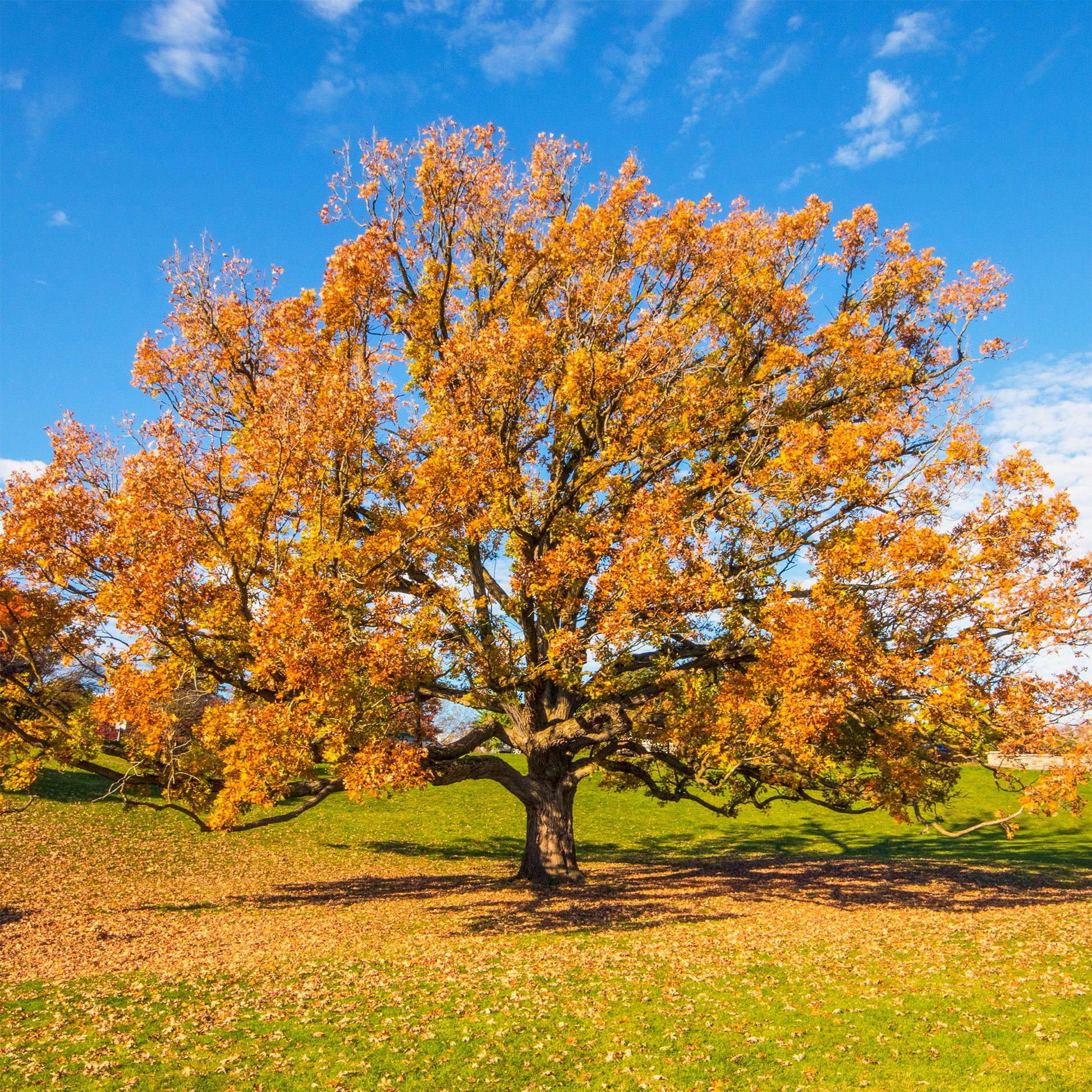 Bomen - Wintereik - Quercus petraea