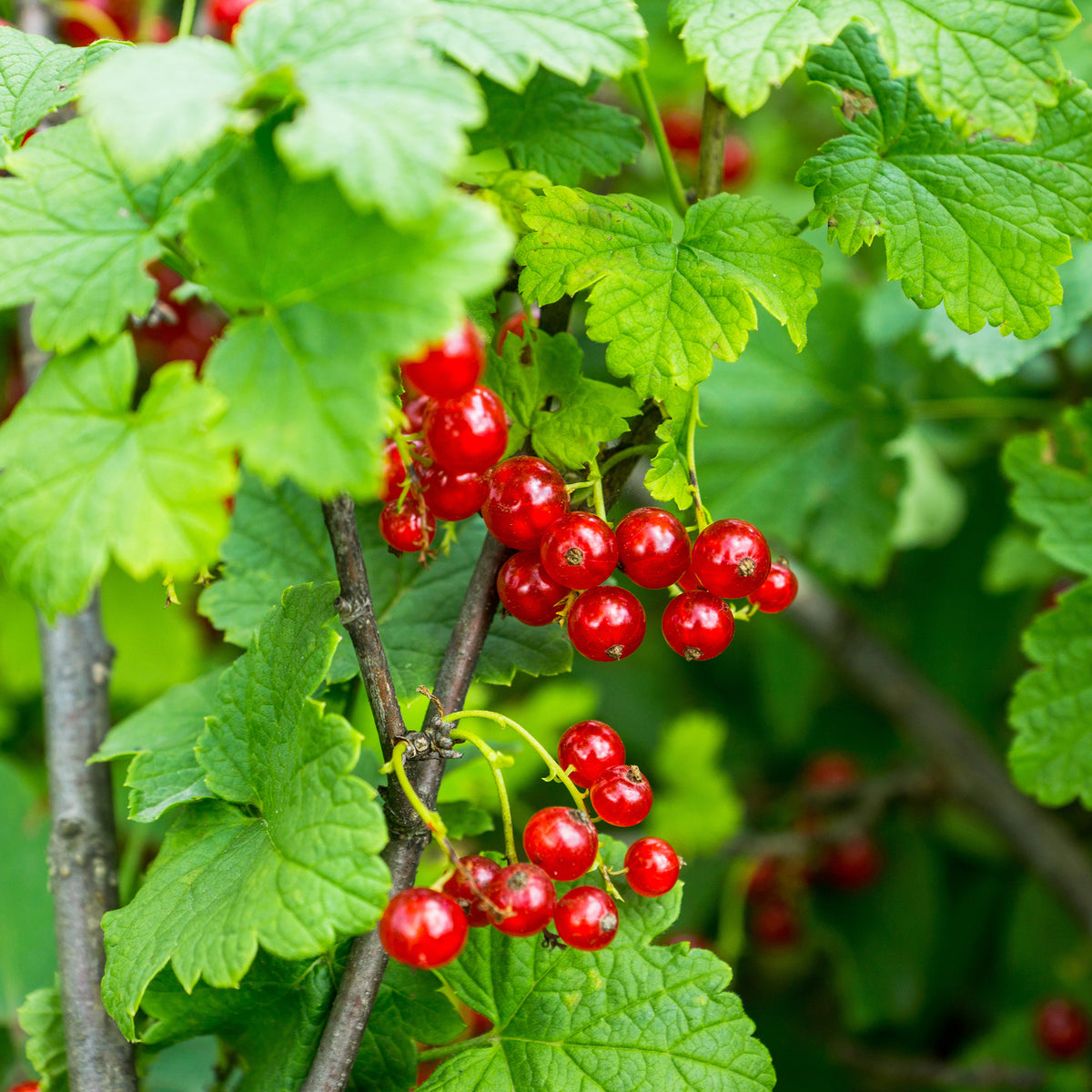 Aalbes 'Versaillaise rouge' - Bakker