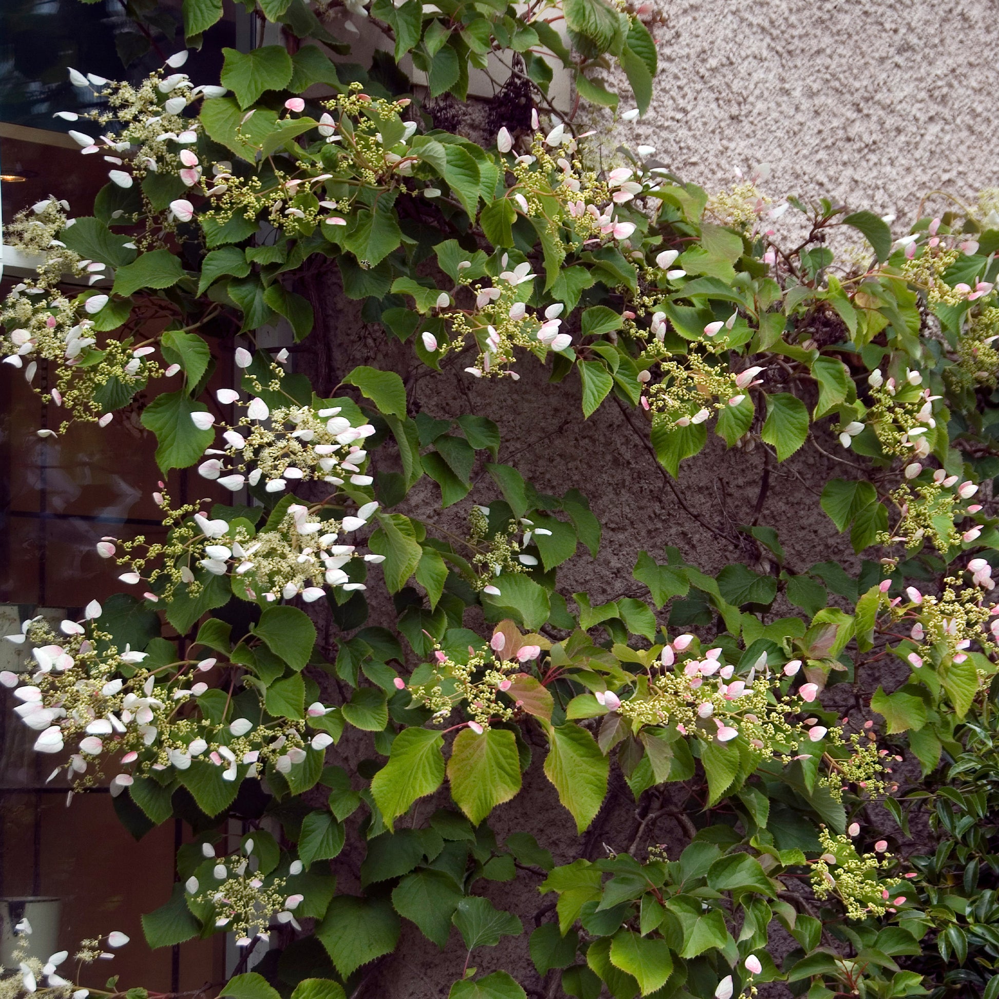 Schizophragma anomala petiolaris Brookside Little Leaf - Klimhortensia 'brookside Little Leaf' - Klimhortensia