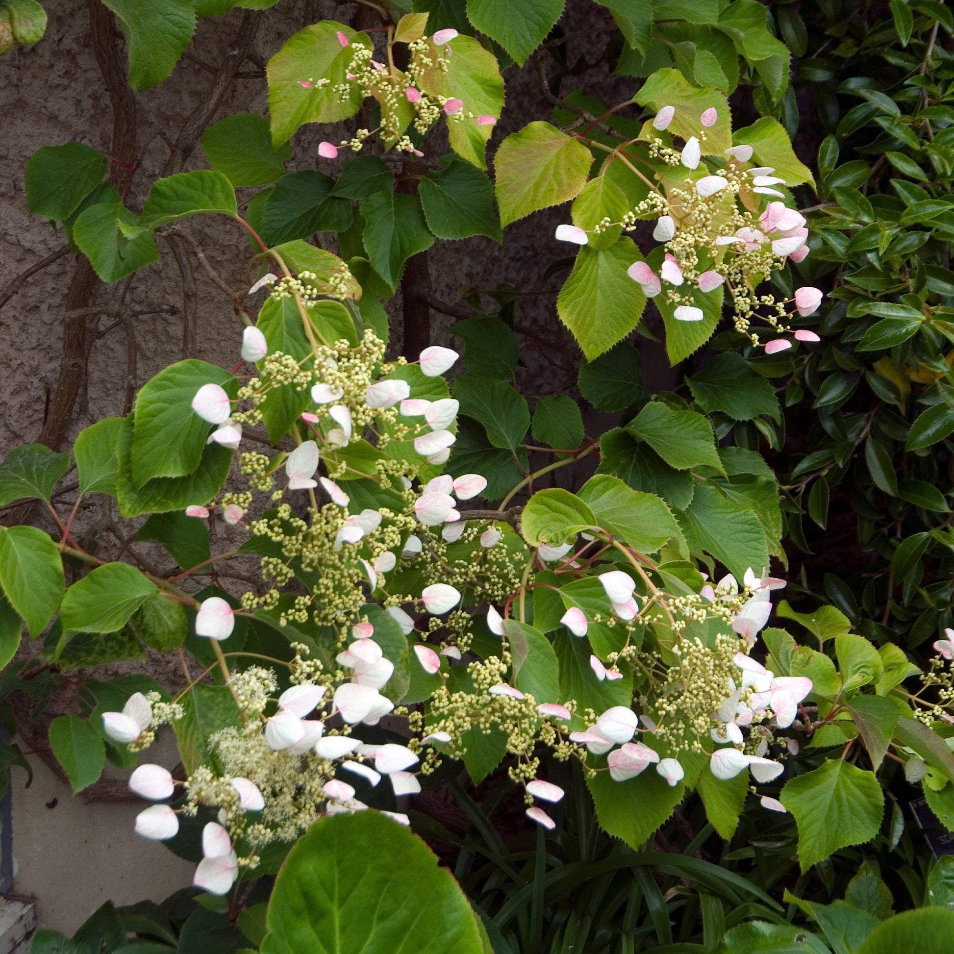 Klimhortensia 'brookside Little Leaf' - Bakker