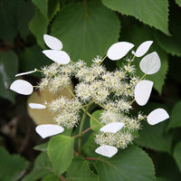 Klimhortensia 'brookside Little Leaf' - Schizophragma anomala petiolaris Brookside Little Leaf - Bakker