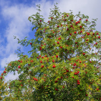 Wilde lijsterbes - Sorbus aucuparia - Bakker