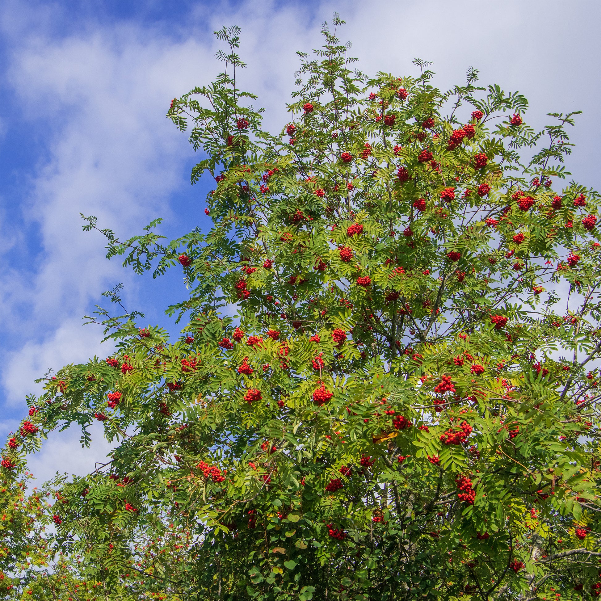 Wilde lijsterbes - Sorbus aucuparia - Bakker