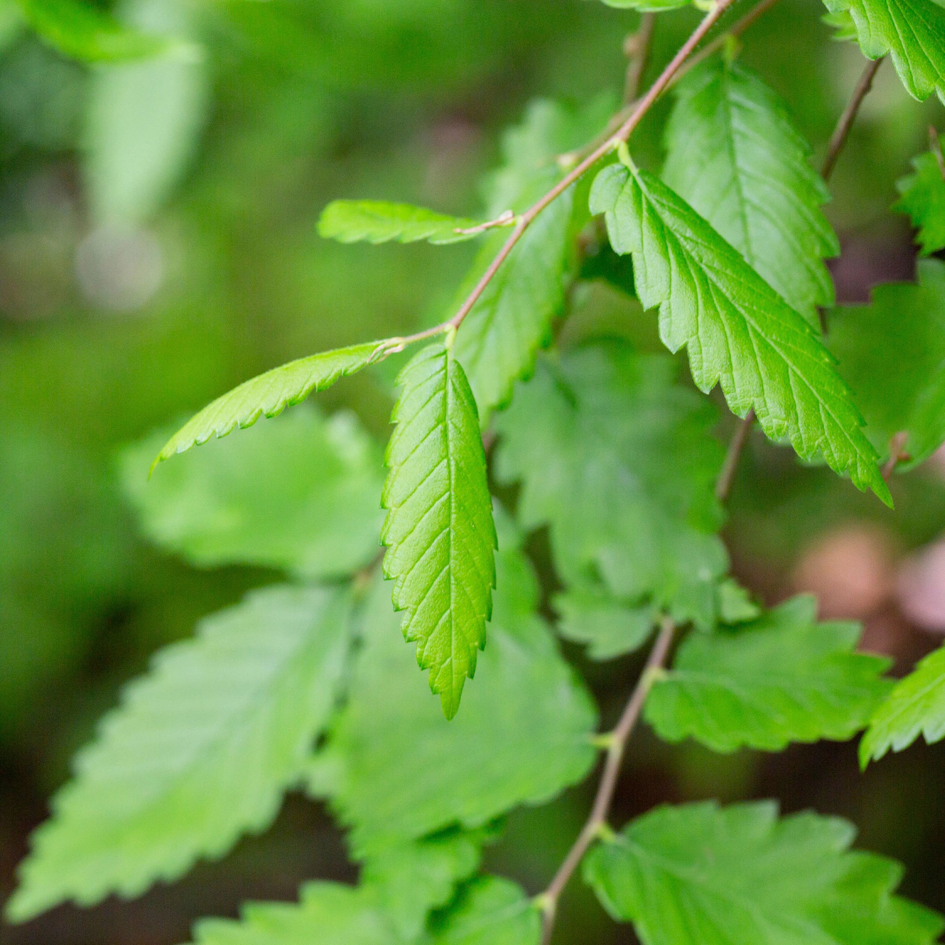 Japanse zelkove / Japanse schijniep - Zelkova serrata - Bakker