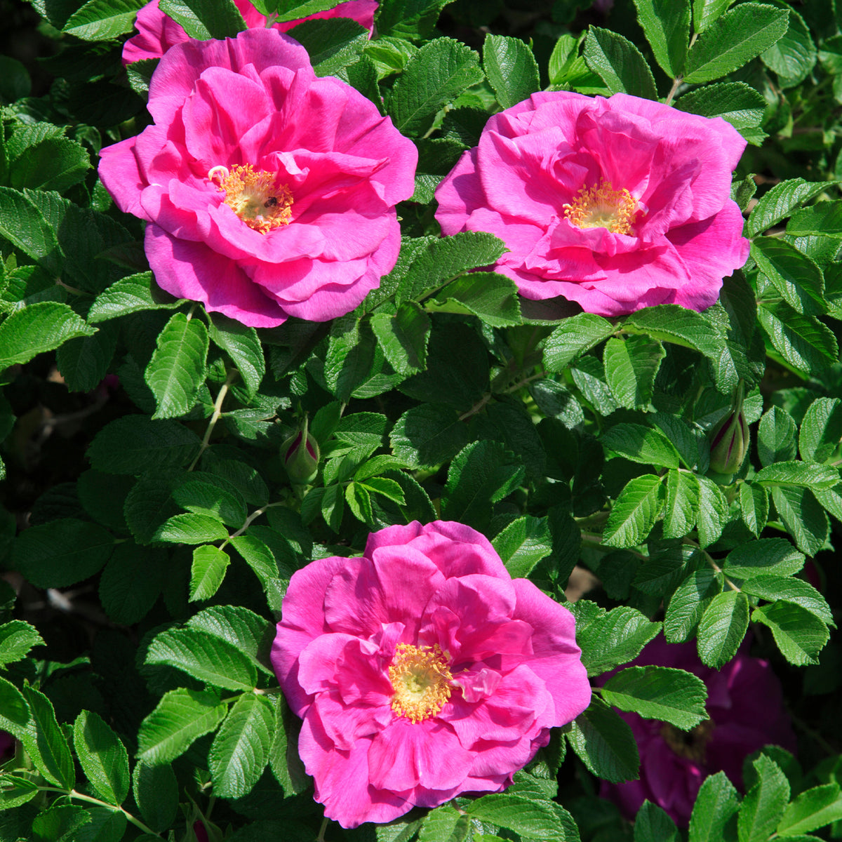 Rozen - Struikroos Rosa 'Wild Edric' - Rosa rugosa Wild Edric