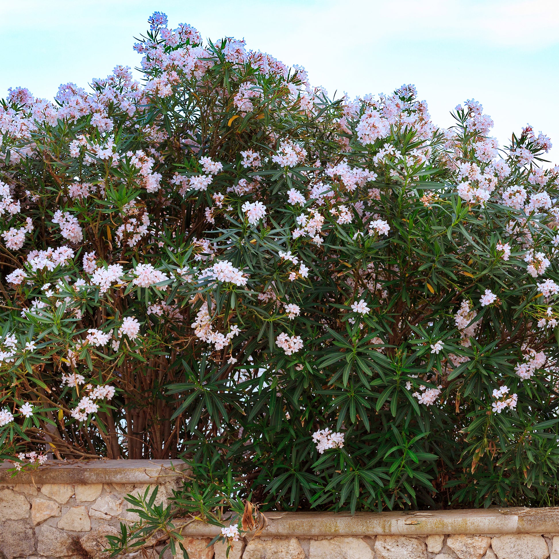 "Oleander Harriet Newding
	" - Nerium oleander Harriet Newding - Bakker