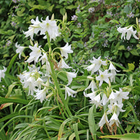 Haaklelie Album - Crinum powellii Album - Bakker