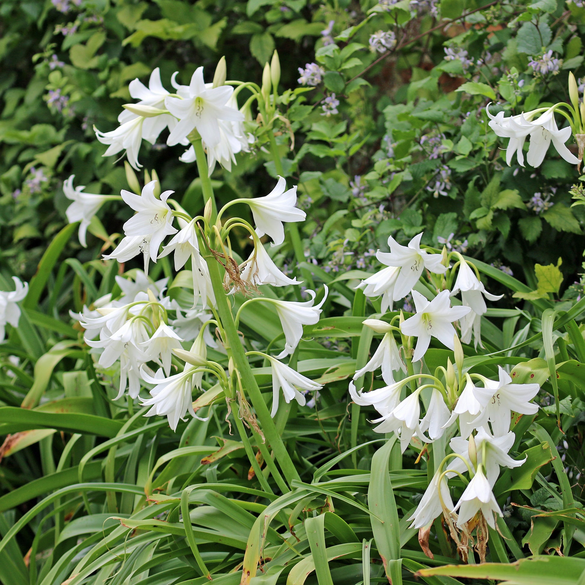 Haaklelie Album - Crinum powellii Album - Bakker