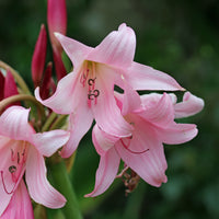 Haaklelie Rosea - Crinum powellii Rosea - Bakker