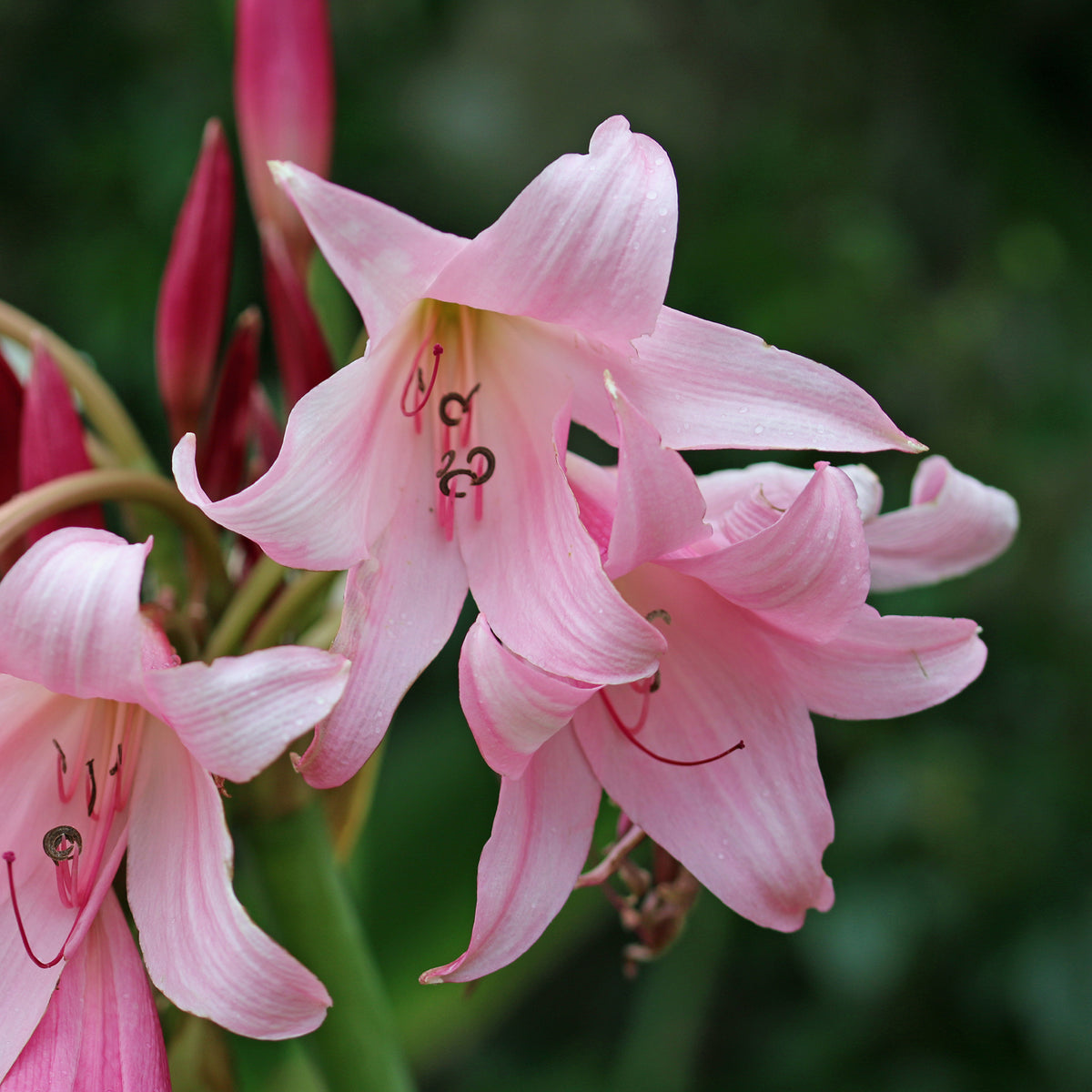 Haaklelie Rosea - Crinum powellii Rosea - Bakker