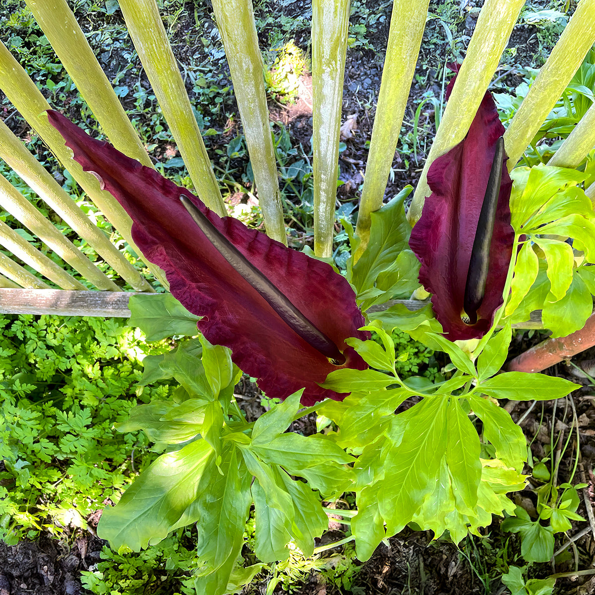 Drakenwortel - Dracunculus vulgaris - Bakker