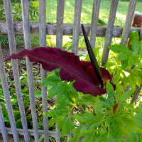 Drakenwortel - Bakker