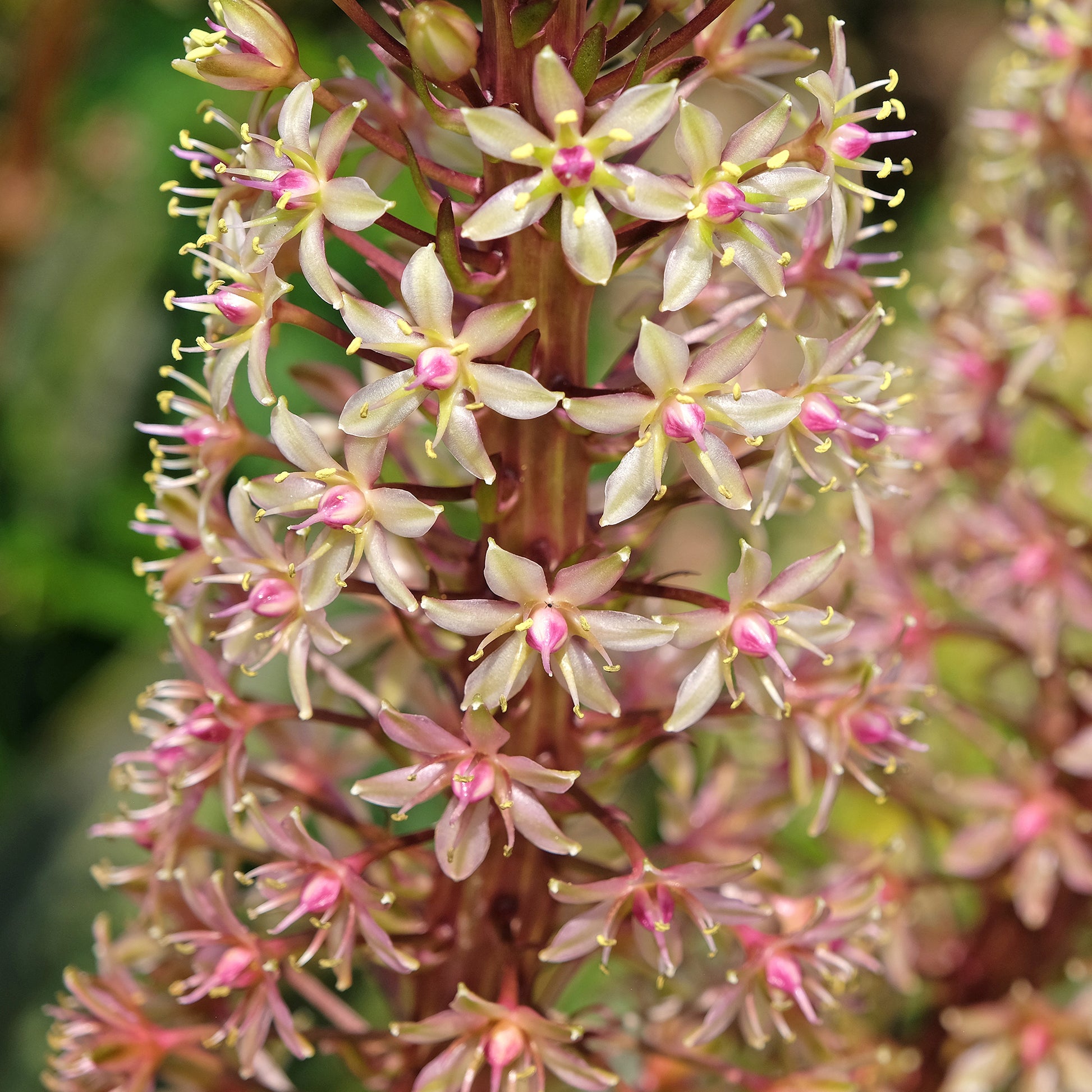 Ananasplant Sparkling Burgundy® - Eucomis comosa Sparkling Burgundy® - Bakker