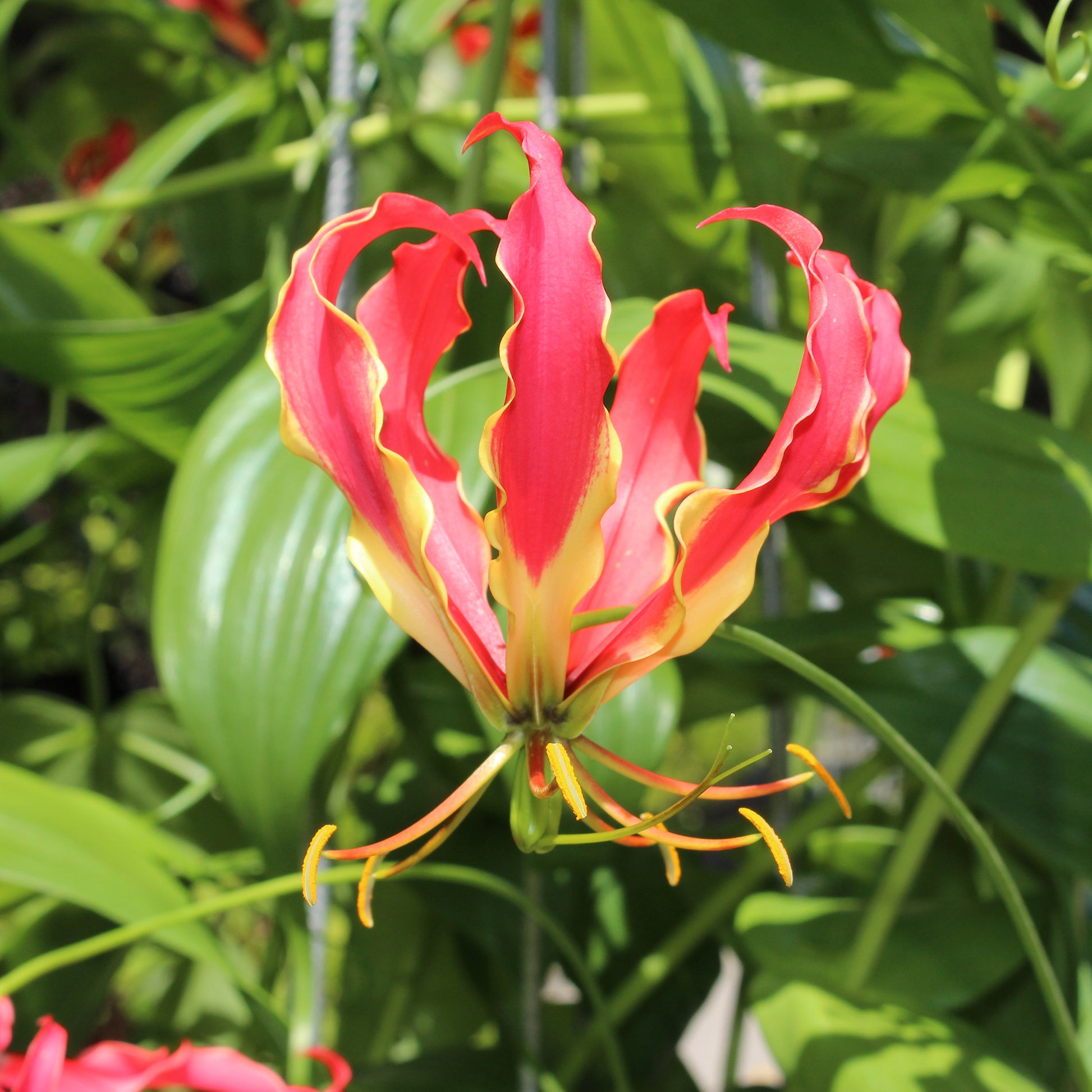 Gloriosa Carsonii - Gloriosa Carsonii / Klimlelie - Gloriosa - Gloriebloem