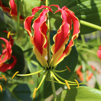 Gloriosa Carsonii / Klimlelie - Bakker