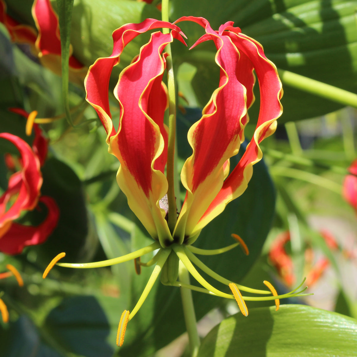Gloriosa Carsonii / Klimlelie - Gloriosa Carsonii - Bakker