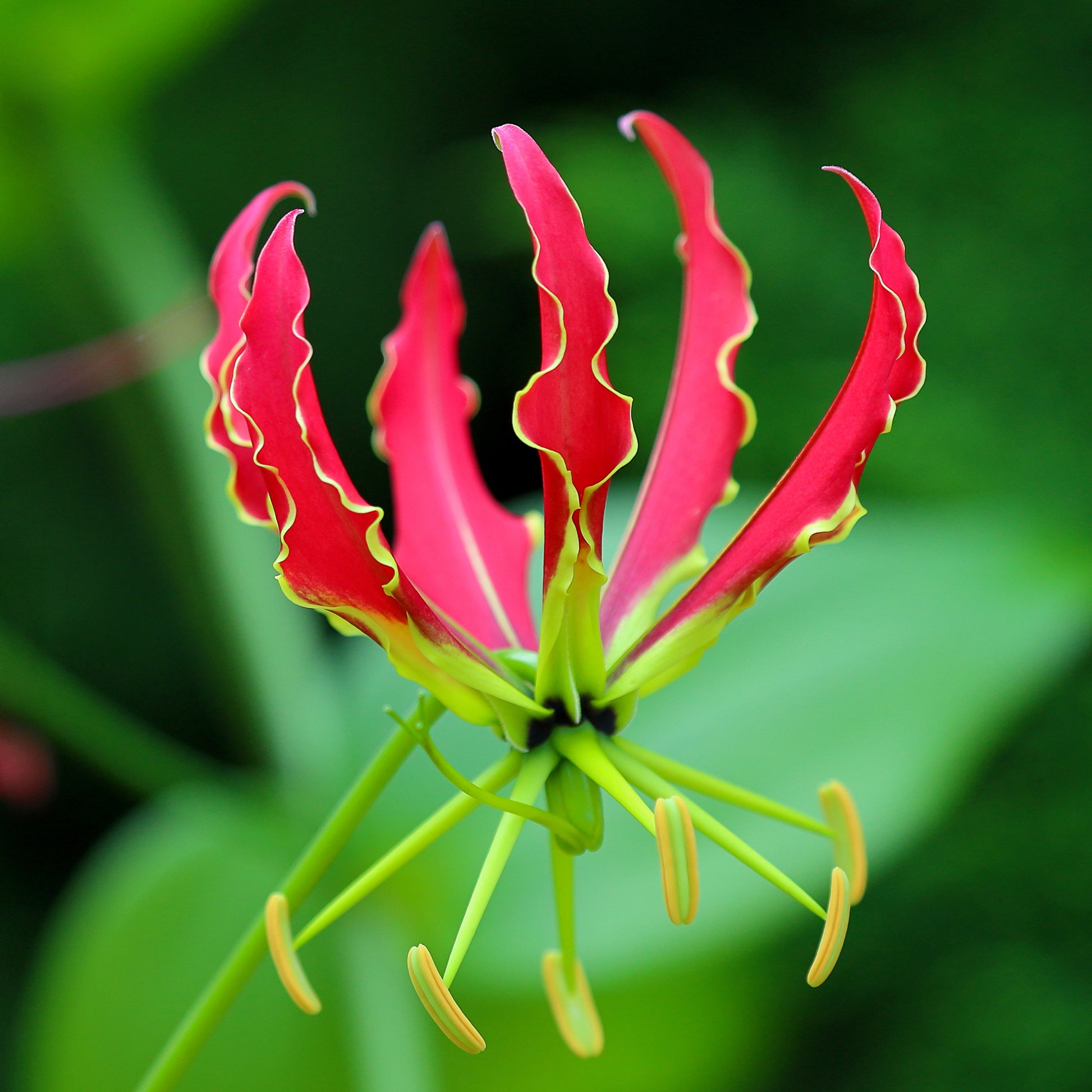 Gloriosa Lutea /  Klimlelie - Bakker