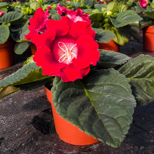 Gloxinia Etoile de feu - Bakker