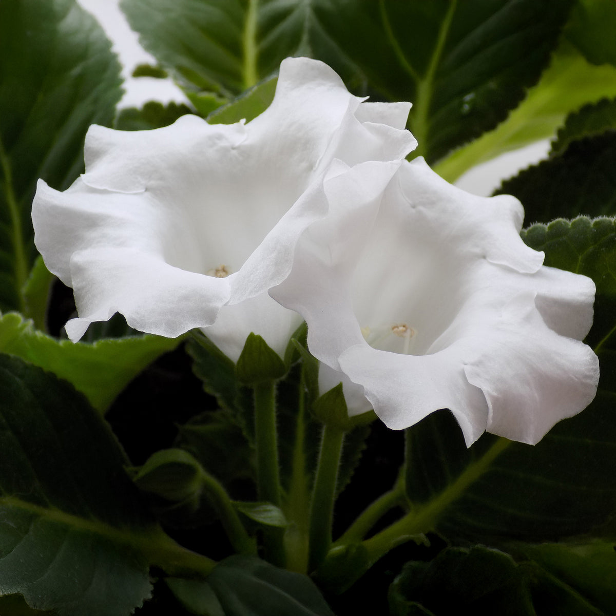 Gloxinia Mont Blanc - Bakker