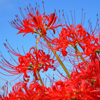 Rode Spinlelie - Bakker