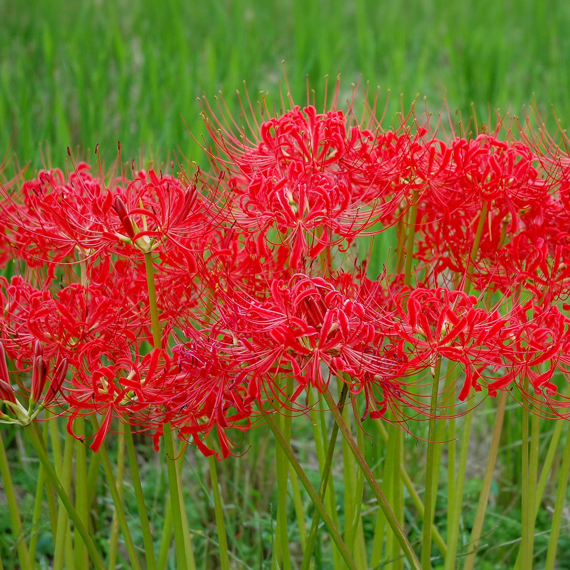 Lelie - Rode Spinlelie - Lycoris radiata