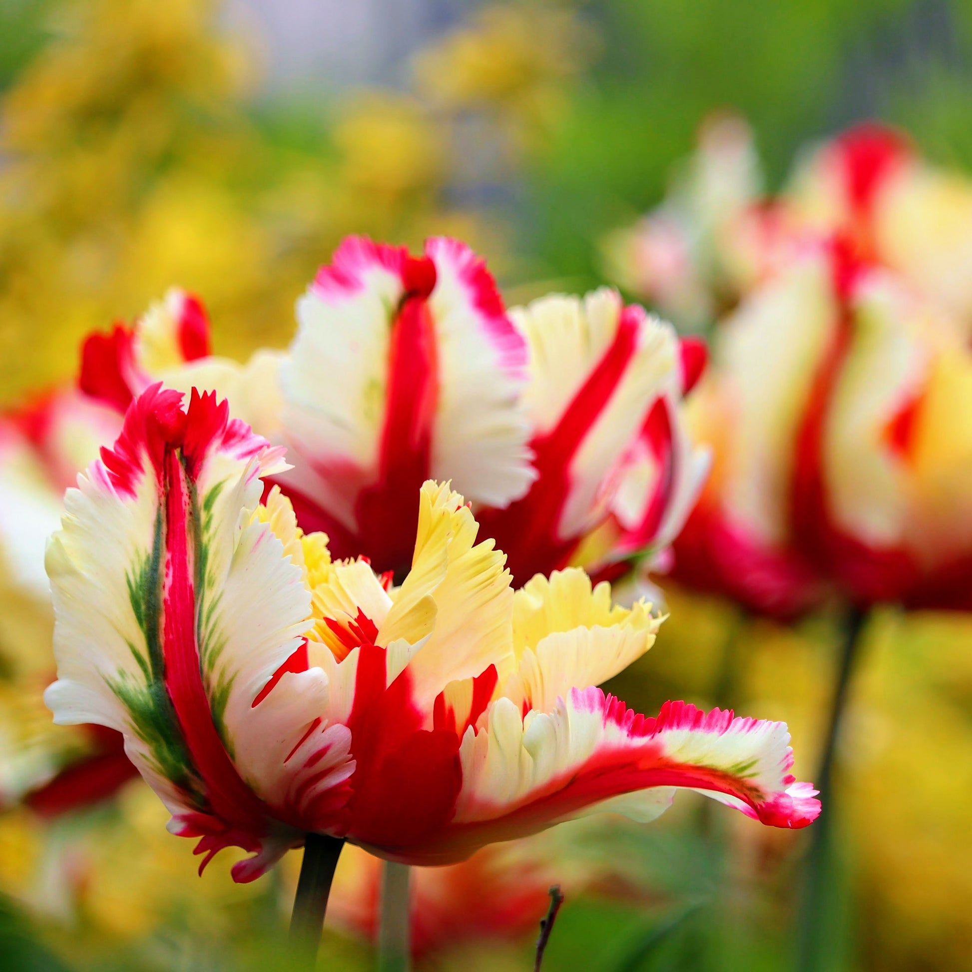 Tulipa Flaming Parrot - Papegaaitulpen Flaming Parrot - Tulpen