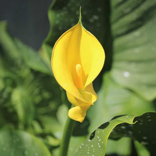 Calla Solfatare - Bakker