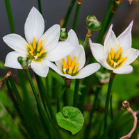 Westenwindlelie - Zephyranthes candida - Bakker
