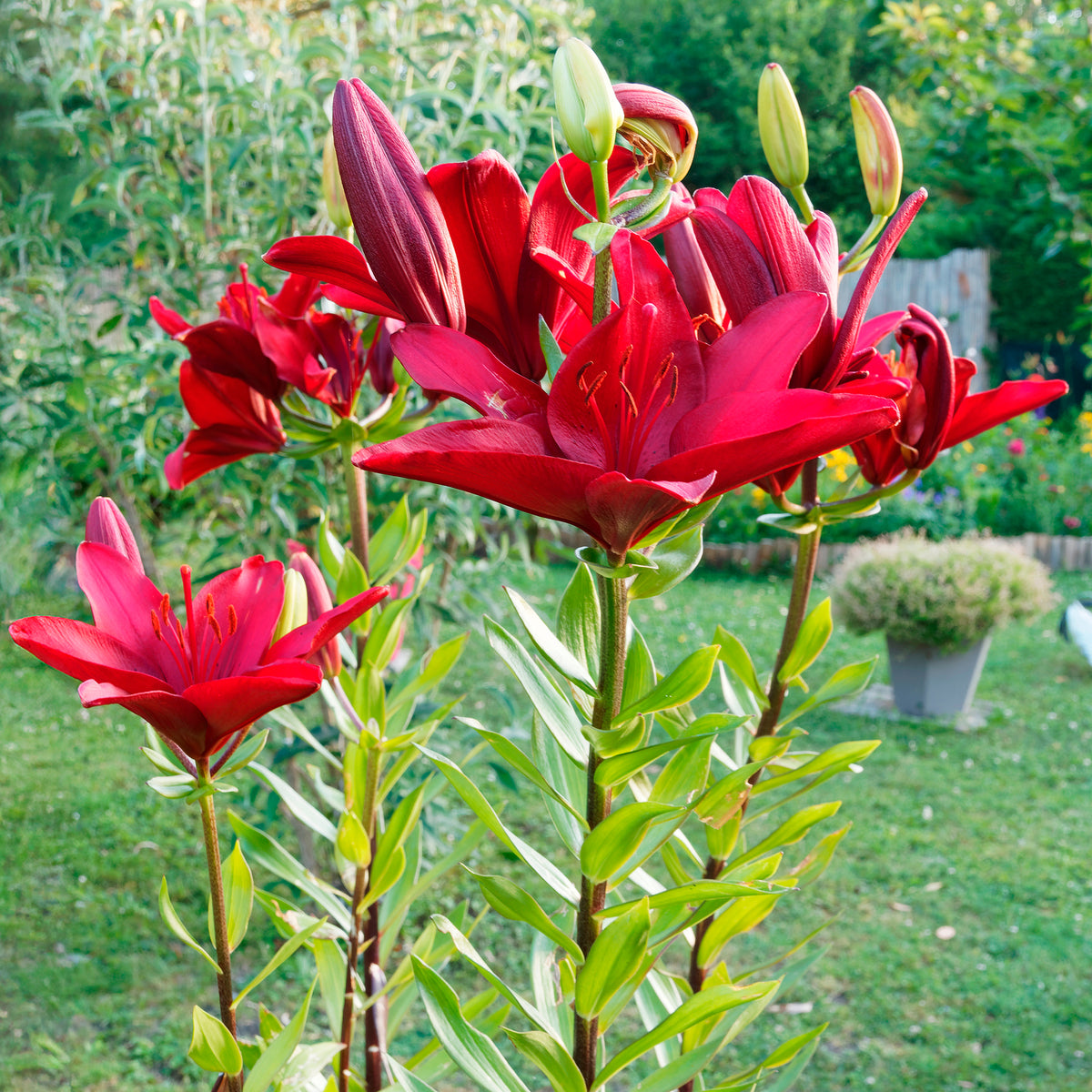 Aziatische lelies en veldbloemen Mix - Bakker