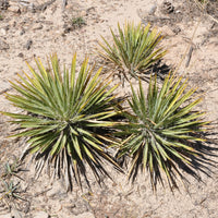 Agave Geminiflora - Agave Geminiflora - Bakker