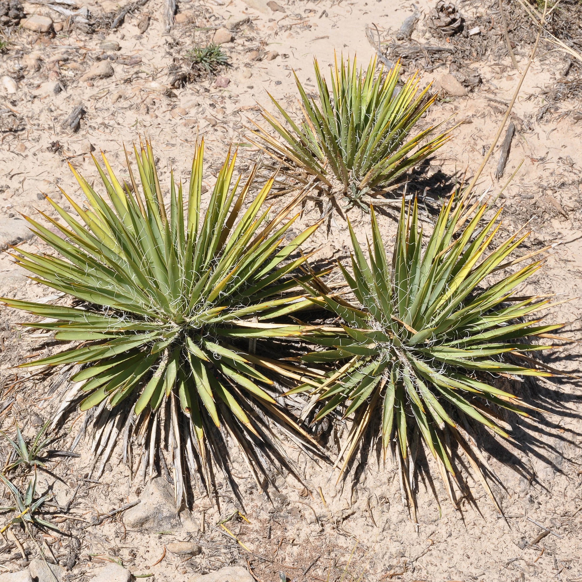 Agave Geminiflora - Agave Geminiflora - Bakker