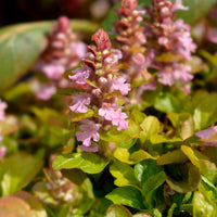 Kruipend zenegroen Gold Chang - Bakker