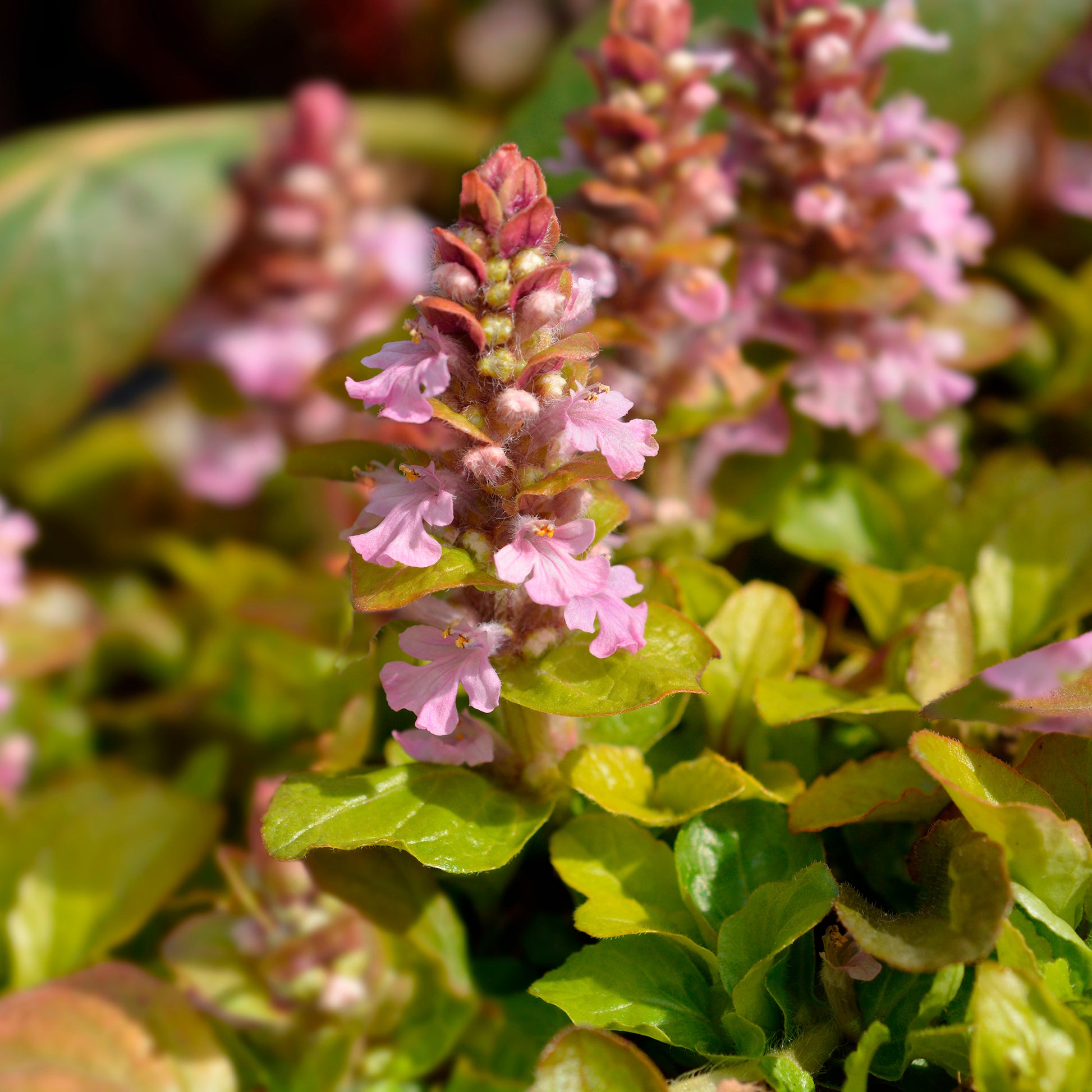 Kruipend zenegroen Gold Chang - Bakker