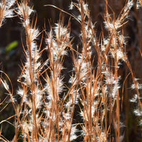 Andropogon ternarius - Andropogon ternarius - Bakker